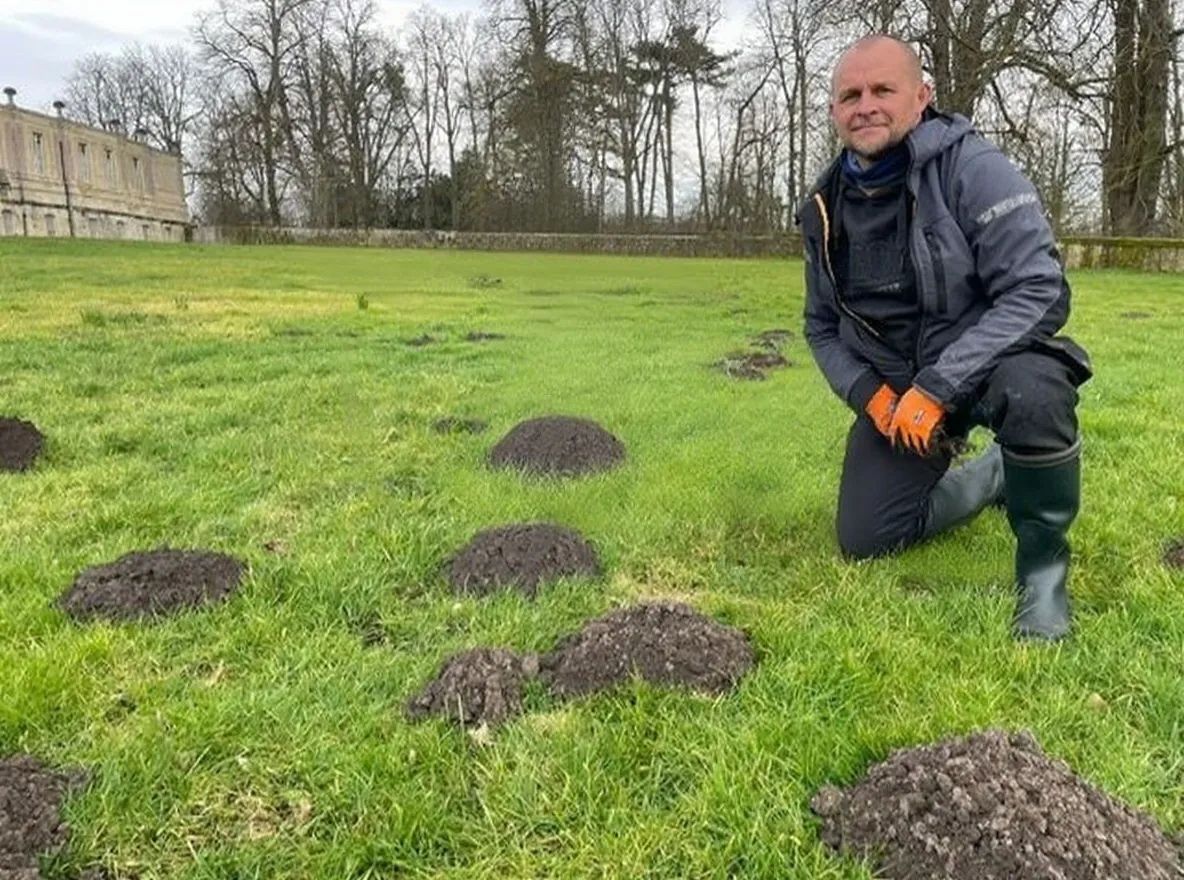 Lutte contre les taupes - Intervention 2